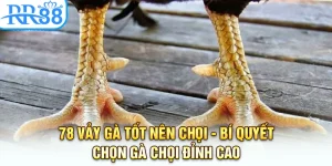 78 Vảy Gà Tốt Nên Chọi - Bí Quyết Chọn Gà Chọi Đỉnh Tại RR88