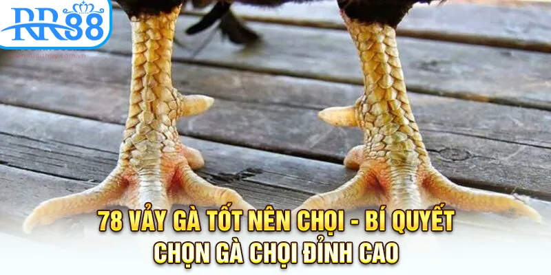 78 Vảy Gà Tốt Nên Chọi - Bí Quyết Chọn Gà Chọi Đỉnh Tại RR88