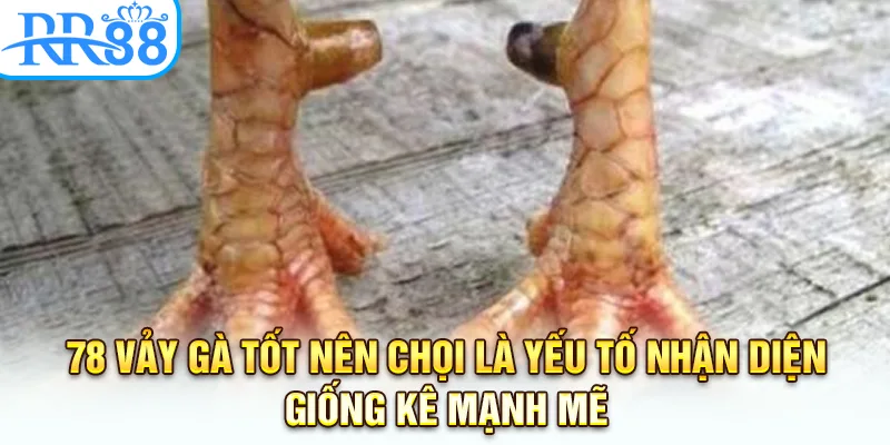 78 vảy gà tốt nên chọi là yếu tố nhận diện giống kê mạnh mẽ