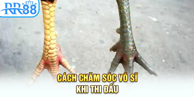Cách chăm sóc gà khi thi đấu