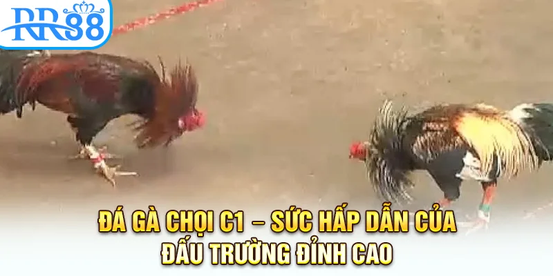 Đá Gà Chọi C1 – Sức Hấp Dẫn Của Đấu Trường Đỉnh Cao RR88