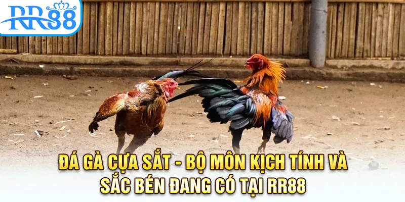 Đá Gà Cựa Sắt - Bộ Môn Kịch Tính Và Sắc Bén Đang Có Tại RR88