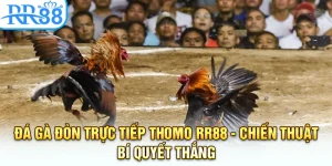 Đá Gà Đòn Trực Tiếp Thomo Tại RR88 - Chiến Thuật Thắng Lớn