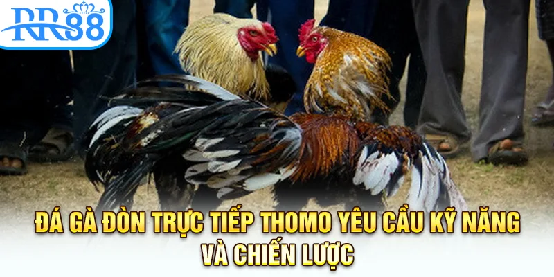 Đá gà đòn trực tiếp Thomo yêu cầu kỹ năng và chiến lược