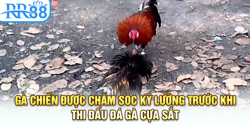Gà chiến được chăm sóc kỹ lưỡng trước khi thi đấu đá gà cựa sắt.