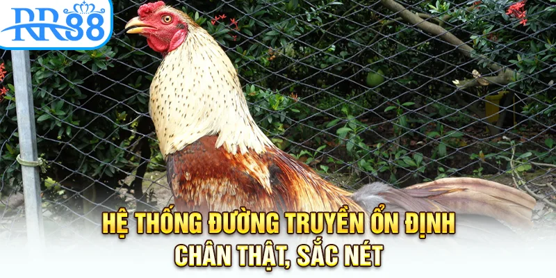 Hệ thống đường truyền ổn định, chân thật, sắc nét 