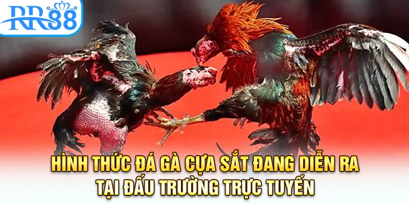 Hình thức đá gà cựa sắt đang diễn ra tại đấu trường trực tuyến 
