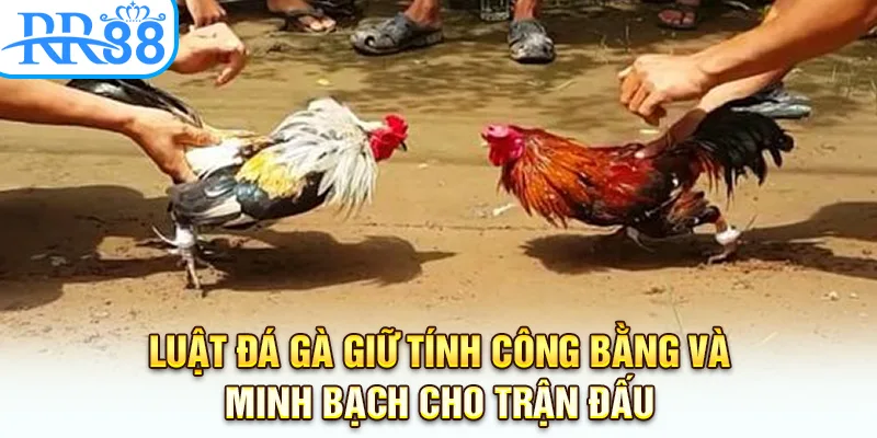 Luật đá gà giữ tính công bằng và minh bạch cho trận đấu