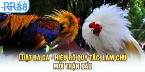 Luật Đá Gà - Hiểu Rõ Quy Tắc, Làm Chủ Mỗi Trận Đấu Tại RR88