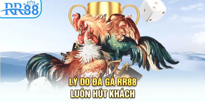 Lý do đá gà RR88 luôn hút khách