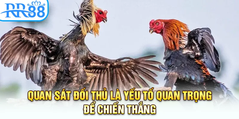 Quan sát đối thủ là yếu tố quan trọng để chiến thắng