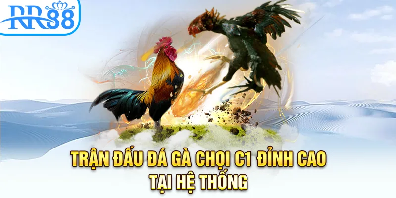 Trận đấu đá gà chọi c1 đỉnh cao tại hệ thống