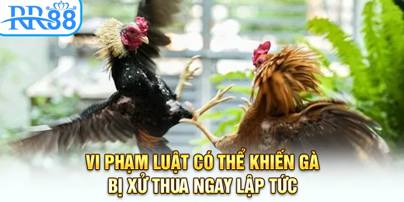 Vi phạm luật có thể khiến gà bị xử thua ngay lập tức