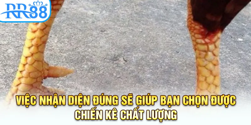 Việc nhận diện đúng sẽ giúp bạn chọn được chiến kê chất lượng
